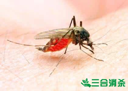 滅蚊公司,滅蚊子最有效的方法 滅蚊方法,滅蚊子方法