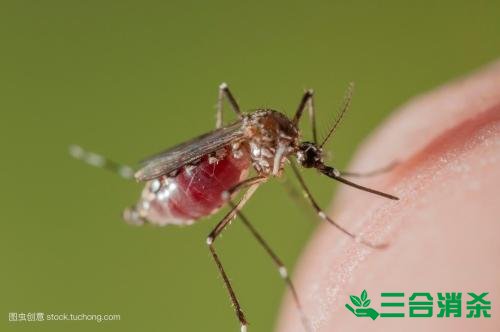 滅蚊公司,滅蚊子最有效的方法 滅蚊方法,滅蚊子方法