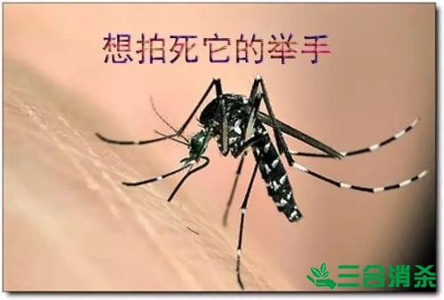 滅蚊公司,滅蚊子最有效的方法 滅蚊方法,滅蚊子方法