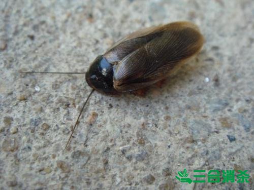 家里有蟑螂怎么辦,蟑螂怎么消滅 殺蟑螂公司怎么樣滅蟑螂