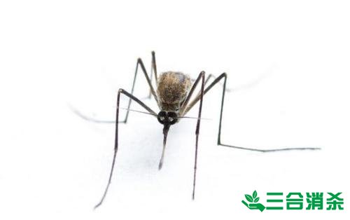 滅蚊公司,滅蚊子最有效的方法 滅蚊方法,滅蚊子方法