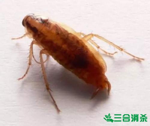 家里有蟑螂怎么辦,蟑螂怎么消滅 殺蟑螂公司怎么樣滅蟑螂