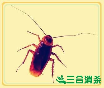 家里有蟑螂怎么辦,蟑螂怎么消滅 殺蟑螂公司怎么樣滅蟑螂