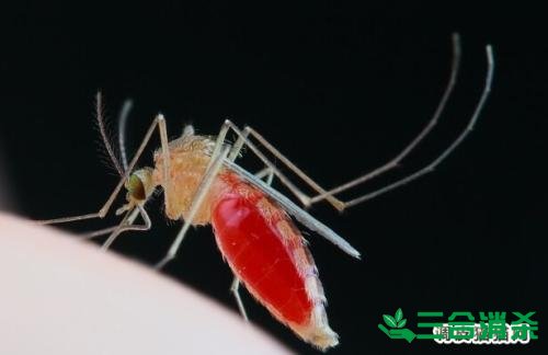 滅蚊公司,滅蚊子最有效的方法 滅蚊方法,滅蚊子方法