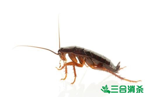 家里有蟑螂怎么辦,蟑螂怎么消滅 殺蟑螂公司怎么樣滅蟑螂