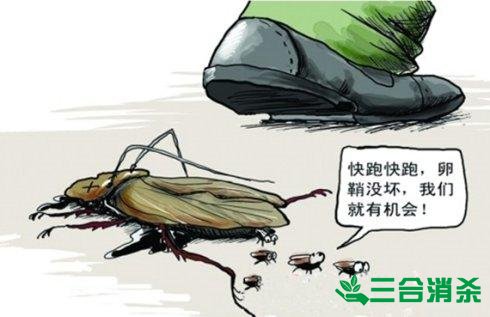 家里有蟑螂怎么辦,蟑螂怎么消滅 殺蟑螂公司怎么樣滅蟑螂