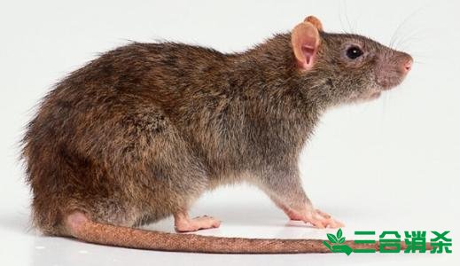 如何消滅老鼠,滅除老鼠最佳方法 家里有老鼠怎么辦,消滅老鼠公司