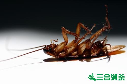 家里有蟑螂怎么辦,蟑螂怎么消滅 殺蟑螂公司怎么樣滅蟑螂