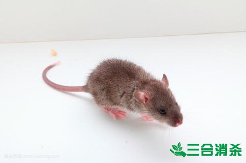 如何消滅老鼠,滅除老鼠最佳方法 家里有老鼠怎么辦,消滅老鼠公司