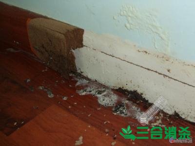 白蟻防治費用,滅白蟻殺白蟻公司 防治白蟻,白蟻防治方法