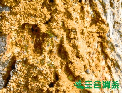 白蟻防治費(fèi)用,滅白蟻殺白蟻公司 防治白蟻,白蟻防治方法