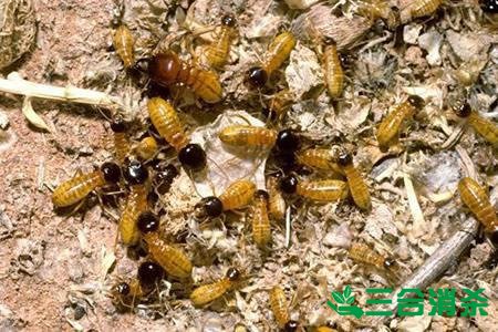 白蟻防治費(fèi)用,滅白蟻殺白蟻公司 防治白蟻,白蟻防治方法