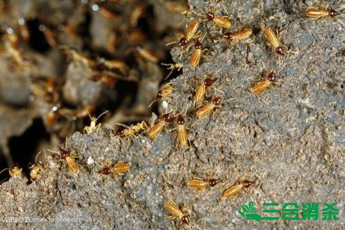 白蟻防治費用,滅白蟻殺白蟻公司 防治白蟻,白蟻防治方法