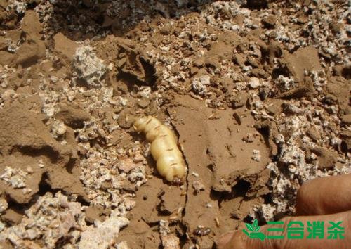 白蟻防治費(fèi)用,滅白蟻殺白蟻公司 防治白蟻,白蟻防治方法