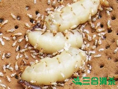 防治白蟻,白蟻防治方法 白蟻怎么治,白蟻防治方法