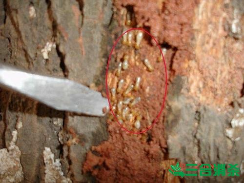 白蟻防治費(fèi)用,滅白蟻殺白蟻公司 防治白蟻,白蟻防治方法