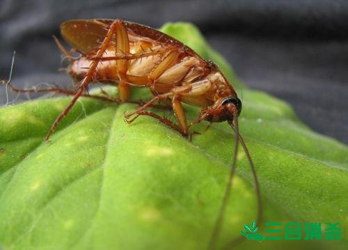 除蟑螂滅蟑螂的方法 如何消滅蟑螂,怎么樣滅除蟑螂