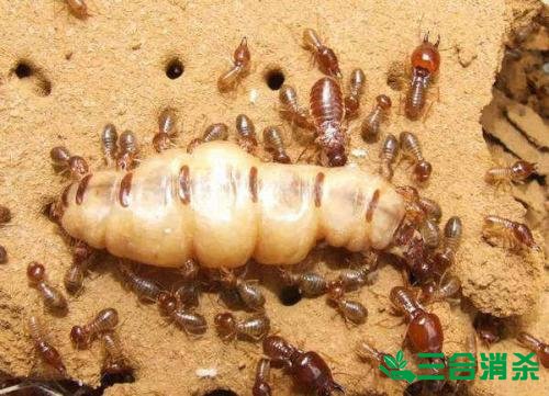 防治白蟻,白蟻防治方法 白蟻怎么治,白蟻防治方法