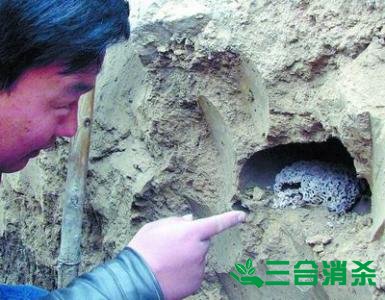 防治白蟻,白蟻防治方法 白蟻怎么治,白蟻防治方法