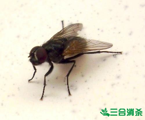 專業(yè)殺蟲消殺公司 殺蟲除四害滅蟲公司