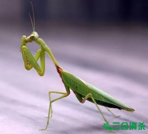 除蟑螂滅蟑螂的方法 如何消滅蟑螂,怎么樣滅除蟑螂