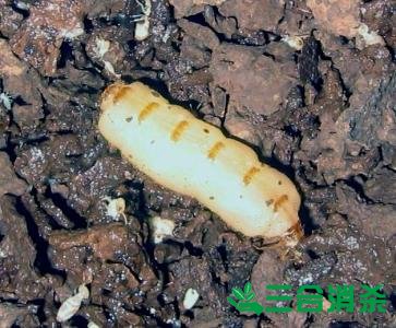 白蟻防治費(fèi)用,滅白蟻殺白蟻公司 防治白蟻,白蟻防治方法