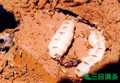 白蟻防治費用,滅白蟻殺白蟻公司 防治白蟻,白蟻防治方法
