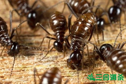 白蟻防治費(fèi)用,滅白蟻殺白蟻公司 防治白蟻,白蟻防治方法