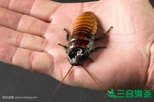 除蟑螂滅蟑螂的方法 如何消滅蟑螂,怎么樣滅除蟑螂