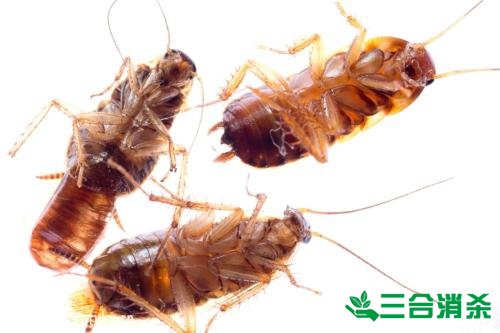 除蟑螂滅蟑螂的方法 如何消滅蟑螂,怎么樣滅除蟑螂