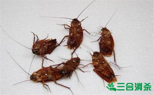 除蟑螂滅蟑螂的方法 如何消滅蟑螂,怎么樣滅除蟑螂