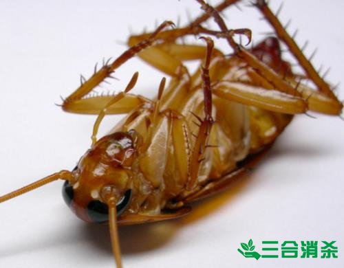 家里有蟑螂怎么辦,蟑螂怎么消滅 殺蟑螂公司怎么樣滅蟑螂