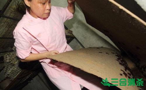 家里有蟑螂怎么辦,蟑螂怎么消滅 殺蟑螂公司怎么樣滅蟑螂