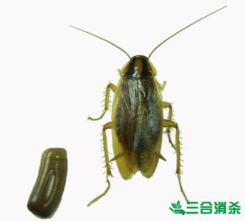 家里有蟑螂怎么辦,蟑螂怎么消滅 殺蟑螂公司怎么樣滅蟑螂