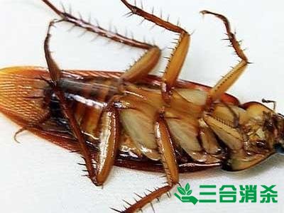 家里有蟑螂怎么辦,蟑螂怎么消滅 殺蟑螂公司怎么樣滅蟑螂