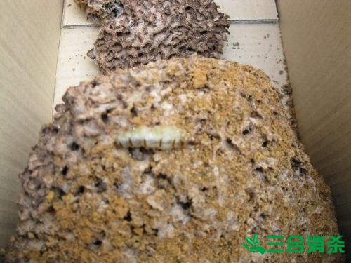 防治白蟻,白蟻防治方法 白蟻怎么治,白蟻防治方法