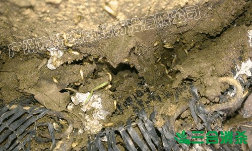 防治白蟻,白蟻防治方法 白蟻怎么治,白蟻防治方法