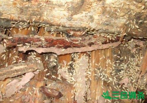 防治白蟻,白蟻防治方法 白蟻怎么治,白蟻防治方法