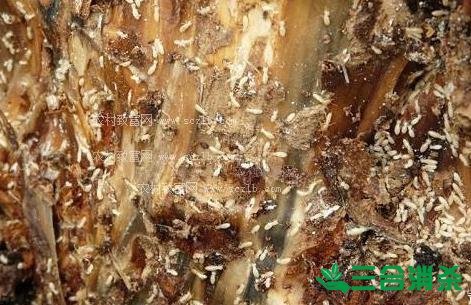 防治白蟻,白蟻防治方法 白蟻怎么治,白蟻防治方法