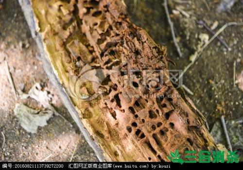 防治白蟻,白蟻防治方法 白蟻怎么治,白蟻防治方法