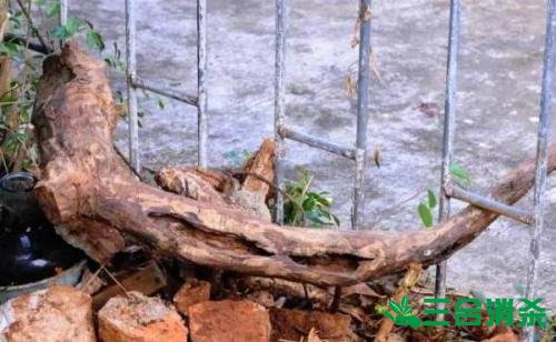 防治白蟻,白蟻防治方法 白蟻怎么治,白蟻防治方法