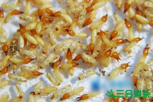 防治白蟻,白蟻防治方法 白蟻怎么治,白蟻防治方法