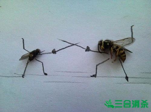 滅蒼蠅方法,蒼蠅防治 蒼蠅防治方法,滅蒼蠅公司