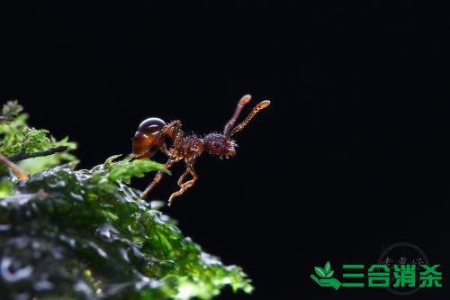 如何滅螞蟻,滅螞蟻方法 怎么滅螞蟻,如何除螞蟻