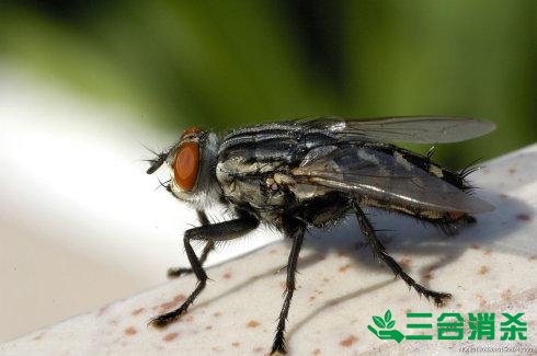 滅蒼蠅方法,蒼蠅防治 蒼蠅防治方法,滅蒼蠅公司