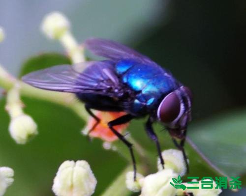 滅蒼蠅方法,蒼蠅防治 蒼蠅防治方法,滅蒼蠅公司