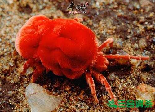 螨蟲怎么去除,怎么除螨蟲 螨蟲怎么治,怎么除螨蟲