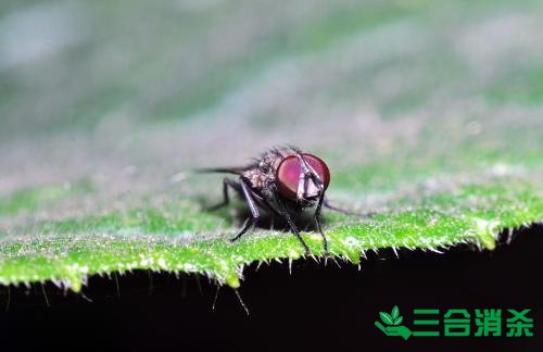 滅蒼蠅方法,蒼蠅防治 蒼蠅防治方法,滅蒼蠅公司