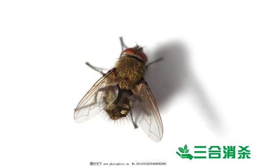 滅蒼蠅方法,蒼蠅防治 蒼蠅防治方法,滅蒼蠅公司
