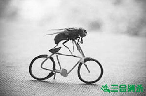 滅蒼蠅方法,蒼蠅防治 蒼蠅防治方法,滅蒼蠅公司